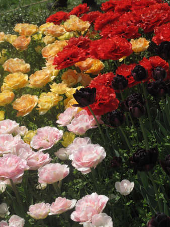 A wide variety of colorful spring tulipsの写真素材