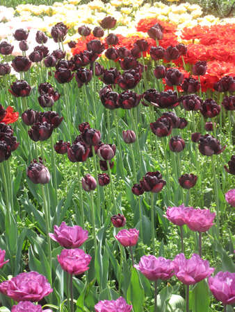 A wide variety of colorful spring tulipsの写真素材