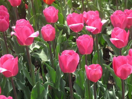 A field of colorful pink spring tulipsの写真素材