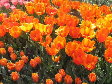 A field of colorful orange spring tulipsの写真素材