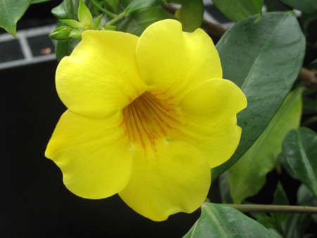 Garden  exotic yellow orchid grown in greenhouse environmentの写真素材