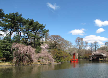 Japanese Garden with Cherry Blossoms in the Spring, Brooklynの写真素材