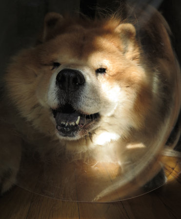 Chow Chow Dog Wearing Head Cone (\\\\\\\\\\\\\\\"Elizabethan Collar\\\\\\\\\\\\\\\") After Surgeryの写真素材