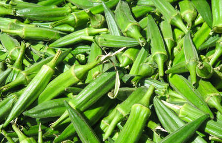 Fresh green summer okra for sale at farm standの写真素材