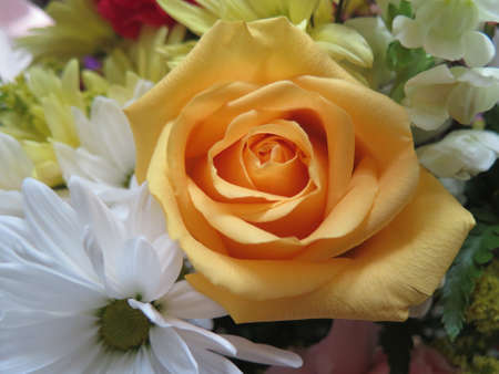 Fresh Colorful spring bouquet of roses and daisiesの写真素材