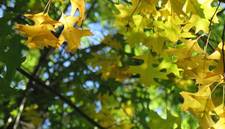 Changing colors of Autumn leaves in oak trees