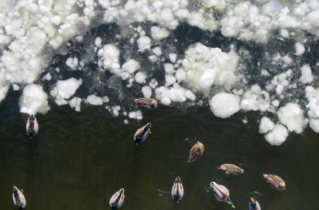 Canadian Geese and Mallard Ducks on Frozen Ice of Delaware River, Aerial Viewの写真素材
