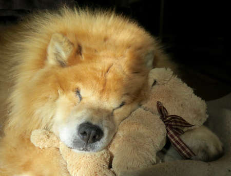 Pet chow chow breed dog napping with his stuffed dogの写真素材
