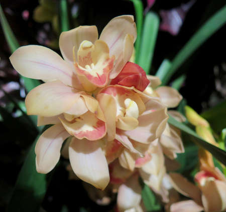 Garden: exotic orchid grown in greenhouse environmentの写真素材