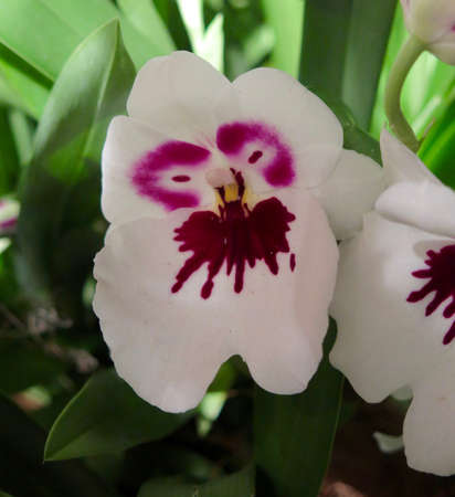Garden: exotic orchid grown in greenhouse environmentの写真素材