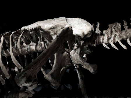 Spine of dinosaur skeleton mounted in museum displayの写真素材