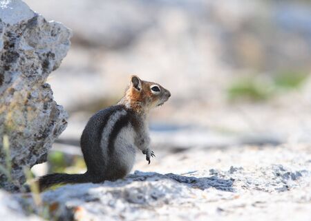 chipmunkの写真素材