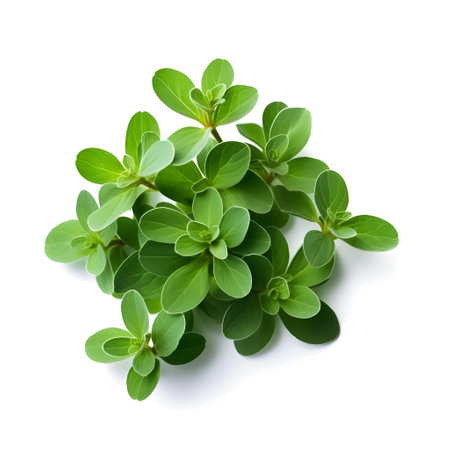 The photo features a fresh sprig of marjoram against a white background. The vibrant green leaves of the marjoram plant exude a delightful aroma. This image captures the essence of freshness and herbal beauty, inspiring culinary creativity and the use of marjoram in various dishes for its unique flavor and fragrance.の素材