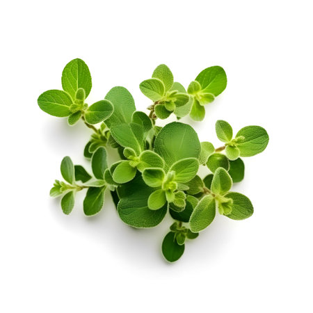 The photo showcases a fresh sprig of oregano against a white background. The vibrant green leaves of the oregano plant exude a delightful aroma. This image captures the essence of freshness and herbal beauty, inspiring culinary creativity and the use of oregano in various dishes for its distinctive flavor and aromatic qualities.の素材
