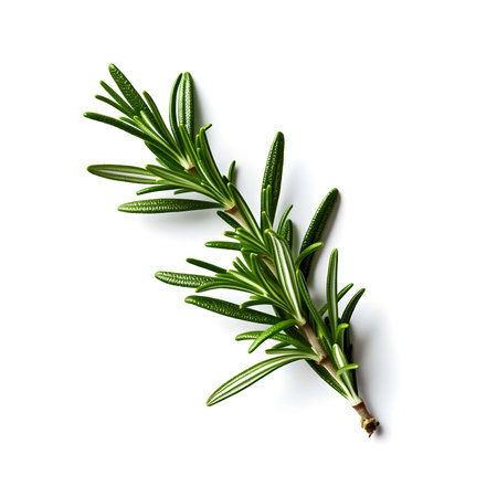 The photo showcases a fresh sprig of rosemary against a white background. The fragrant green needles of rosemary exude a delightful aroma. This image captures the essence of freshness and herbal beauty, inspiring culinary creativity and the use of rosemary in various dishes for its distinct flavor and aromatic qualities.の素材