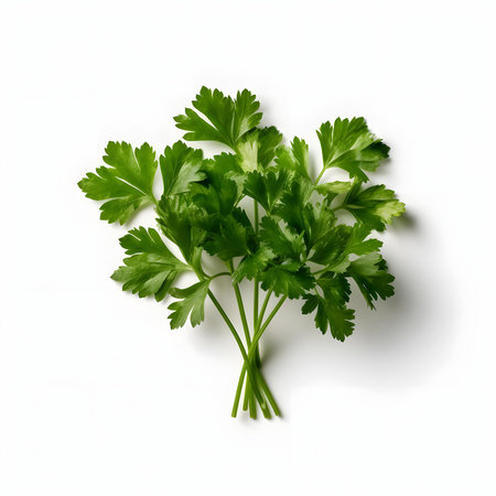 The photo features a fresh sprig of parsley against a white background. The vibrant green leaves of the parsley plant add a touch of freshness and vibrancy. This image captures the essence of parsley, a versatile herb used in various cuisines, inviting viewers to appreciate its bright flavor and vibrant appearance in culinary creations.の素材