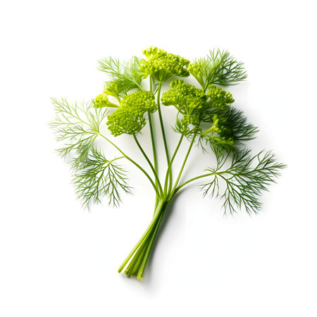 The photo features dill sprigs against a pristine white background. The delicate, feathery leaves of dill stand tall, showcasing their vibrant green color and distinct aroma. This image captures the essence of dill, a herb known for its fresh and tangy flavor. The photo invites viewers to appreciate the beauty and culinary versatility of dill, inspiring the use of this herb in various dishes, from salads and soups to pickles and seafood preparations.の素材