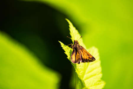 small Orange Butterfly on leafの写真素材