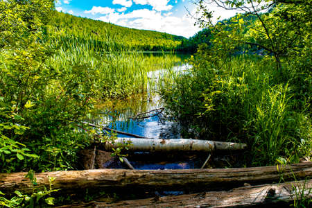 Trout stream Creek with log over itの写真素材