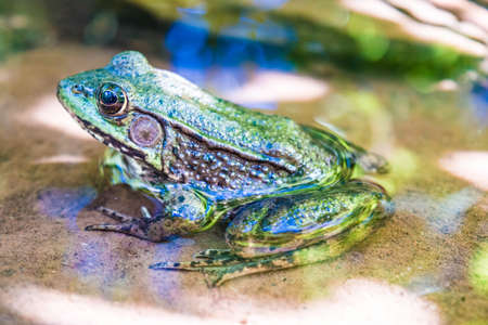 Bullfrog sitting in waterの写真素材
