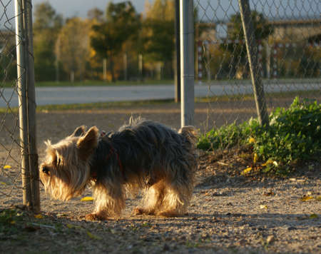 Little dog looking Where I will leave His trailの写真素材