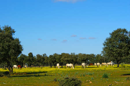 Meadow of oaks with horses (2)の写真素材