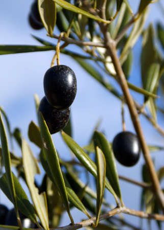 Black olives in the olive tree 1の写真素材