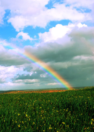 Rainbow over green fields of vines and wheat fields (6)の写真素材