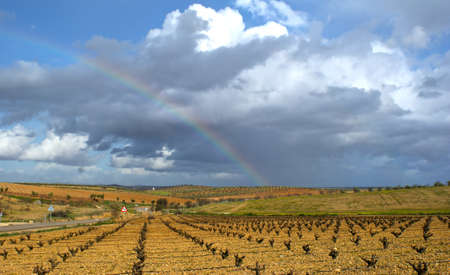 Rainbow over fields of vines and olives (3)の写真素材
