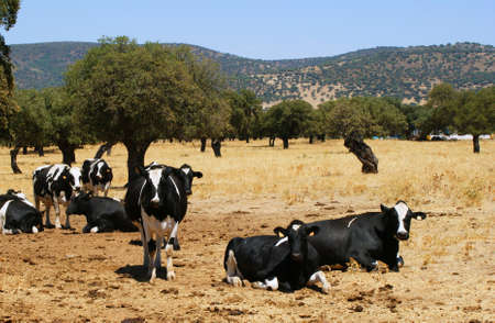 Cows grazing of orange colored oaksの写真素材