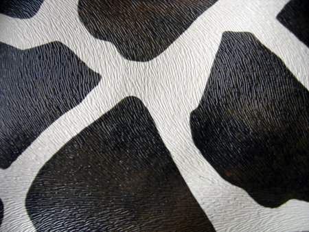        fur with spotted giraffe print    