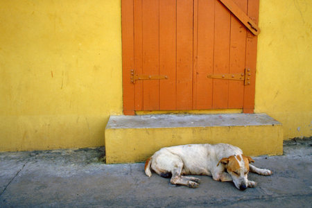 Homeless dog sleeping on the sidewalk の写真素材