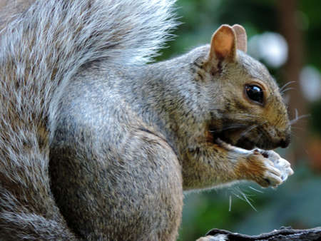 Closeup of squirrel eatingの写真素材