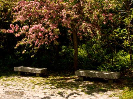 Flowering tree in parkの写真素材
