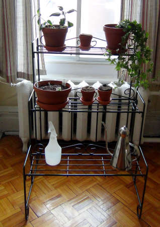 Plant stand by windowの写真素材