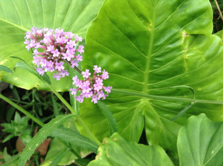 Purple flowers by large leavesの素材
