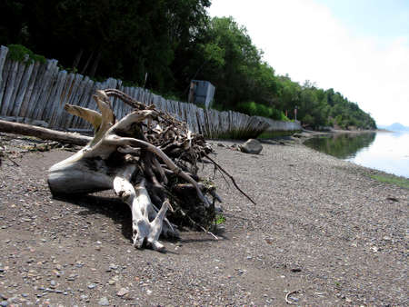 Driftwood on beachの写真素材