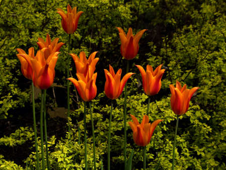 Orange Tulipsの写真素材