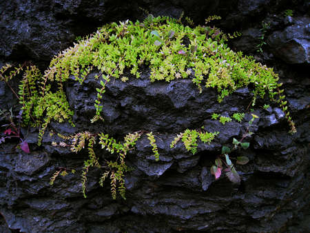 Plants growing on rockの写真素材