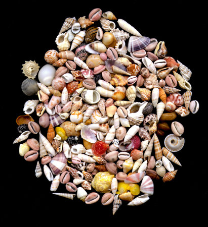 Tiny seashells on black background