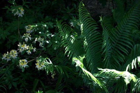 Small white flowers and fernsの写真素材
