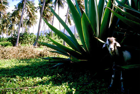 Young goat by large tropical plantの写真素材