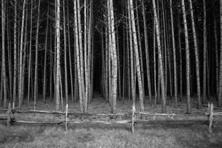 Grove of treesの写真素材