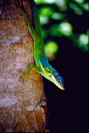 Small colorful lizardの写真素材