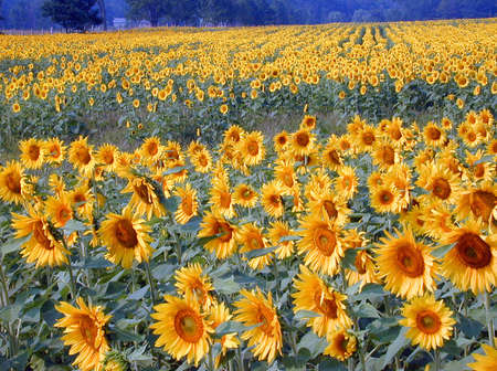 Field of sunflowersの写真素材