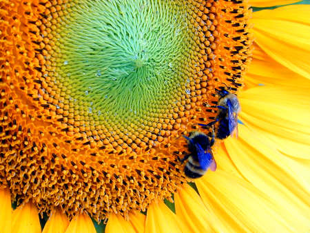 Two bees on a sunflower with raindropsの写真素材