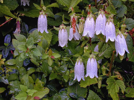 Small white flowers covered with raindropsの写真素材