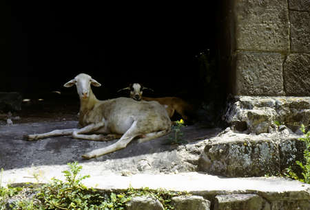 Goats resting in shade in abandoned windmillの写真素材