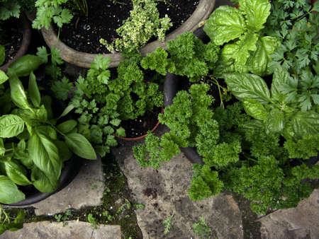 Herb gardenの写真素材