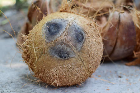 Single coconut peeled with coir background.の写真素材